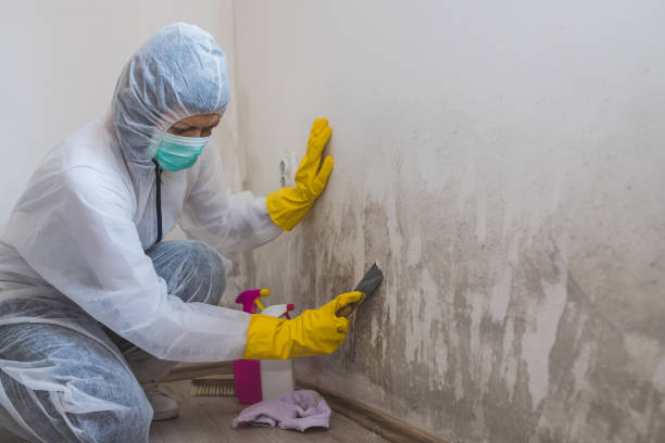 Best White Mold Remediation in Bolivar, OH
