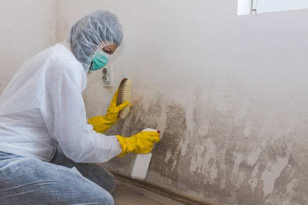 Best Kitchen Mold Remediation in Bolivar, OH