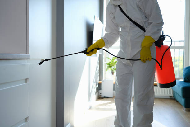 Best Emergency Mold Remediation in Bolivar, OH