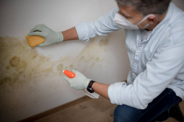 Trusted Bolivar, OH Mold Remediation Experts