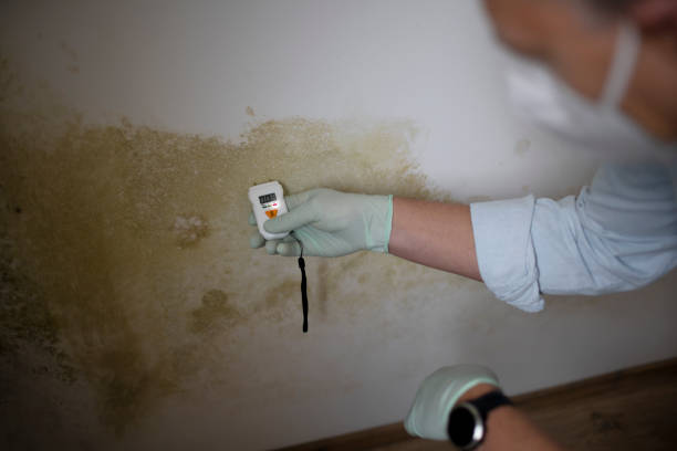 Best HVAC Mold Remediation in Bolivar, OH